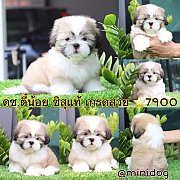 ชิสุแท้ เกรดสวย 