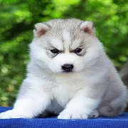 Allbest kennel มีให้เลือกหลายสไตล์ ไซบีเรียนเกรดคุณภาพ