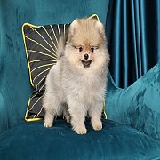 ขายลูกปอมเมอเรเนียน น่ารัก เพศเมีย อายุ 2เดือน พร้อมย้ายบ้าน สอนการเลี้ยงฟรี สอบ...