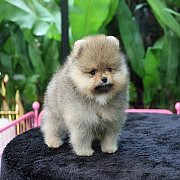 ขายลูกปอมเมอเรเนียน น่ารัก เพศผู้ อายุ 2 เดือน พร้อมย้ายบ้าน สอนการเลี้ยงฟรี สอบ...