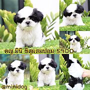 ชิสุผสมปอม 
