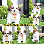 ชิสุผสมปอม 
