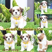 ชิสุผสมปอม 