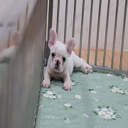 เฟรนช์บลูด็อก เพศผู้ สีครีมหน้าสั้น ใบหูสั้น ขี้เล่น ทรงสวย อายุ 2 ดือน เฟรนช์บล...