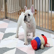 เฟรนช์บลูด็อก เพศผู้ สีครีมหน้าสั้น ใบหูสั้น ขี้เล่น ทรงสวย อายุ 2 ดือน เฟรนช์บล...