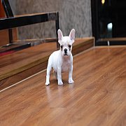 เฟรนช์บลูด็อก เพศเมีย สีครีมหน้าสั้น ใบหูสั้น ขี้เล่น ทรงสวย อายุ 2 ดือน เฟรนช์บ...