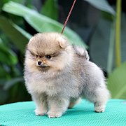 ขายลูกปอมเมอเรเนียน น่ารัก เพศเมีย อายุ 2เดือน พร้อมย้ายบ้าน สอนการเลี้ยงฟรี สอบ...