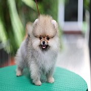 ขายลูกปอมเมอเรเนียน น่ารัก เพศผู้ อายุ 2 เดือน พร้อมย้ายบ้าน สอนการเลี้ยงฟรี สอบ...