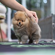 ขายลูกปอมเมอเรเนียน น่ารัก เพศผู้ อายุ 2 เดือน พร้อมย้ายบ้าน สอนการเลี้ยงฟรี สอบ...