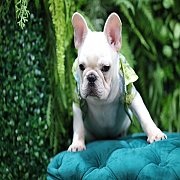 เฟรนช์บลูด็อก เพศผู้ สีครีมหน้าสั้น ใบหูสั้น ขี้เล่น ทรงสวย อายุ 2 ดือน เฟรนช์บล...