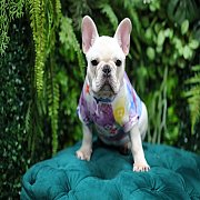 เฟรนช์บลูด็อก เพศผู้ สีครีมหน้าสั้น ใบหูสั้น ขี้เล่น ทรงสวย อายุ 2 ดือน เฟรนช์บล...