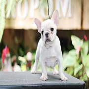 เฟรนช์บลูด็อก เพศผู้ สีครีมหน้าสั้น ใบหูสั้น ขี้เล่น ทรงสวย อายุ 2 ดือน เฟรนช์บล...