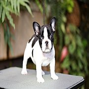 เฟรนช์บลูด็อก เพศผู้ สีครีมหน้าสั้น ใบหูสั้น ขี้เล่น ทรงสวย อายุ 2 ดือน เฟรนช์บล...