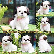 ชิสุแท้ เกรดสวย 