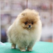 ขายลูกปอมเมอเรเนียน น่ารัก เพศเมีย อายุ 2เดือน พร้อมย้ายบ้าน สอนการเลี้ยงฟรี สอบ...