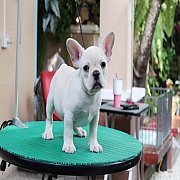 เฟรนช์บลูด็อก เพศผู้ สีครีมหน้าสั้น ใบหูสั้น ขี้เล่น ทรงสวย อายุ 2 ดือน เฟรนช์บล...