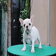 เฟรนช์บลูด็อก เพศเมีย สีครีมหน้าสั้น ใบหูสั้น ขี้เล่น ทรงสวย อายุ 2 ดือน เฟรนช์บ...