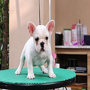 เฟรนช์บลูด็อก เพศผู้ สีครีมหน้าสั้น ใบหูสั้น ขี้เล่น ทรงสวย อายุ 2 ดือน เฟรนช์บล...