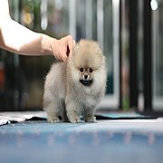 ขายลูกปอมเมอเรเนียน น่ารัก เพศเมีย อายุ 2เดือน พร้อมย้ายบ้าน สอนการเลี้ยงฟรี สอบ...