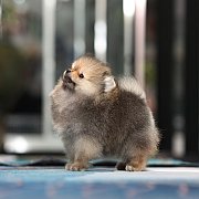 ขายลูกปอมเมอเรเนียน น่ารัก เพศเมีย อายุ 2เดือน พร้อมย้ายบ้าน สอนการเลี้ยงฟรี สอบ...