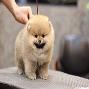 ขายลูกปอมเมอเรเนียน น่ารัก เพศเมีย อายุ 2เดือน พร้อมย้ายบ้าน สอนการเลี้ยงฟรี สอบ...