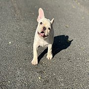 เฟรนช์บลูด็อก เพศผู้ สีครีมหน้าสั้น ใบหูสั้น ขี้เล่น ทรงสวย อายุ 2 ดือน เฟรนช์บล...