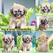 ชิสุผสมปอม 