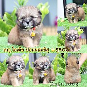 ชิสุผสมปอม 