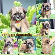 ชิสุผสมปอม 