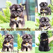 ชิสุผสมปอม 