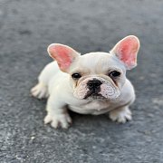 เฟรนช์บลูด็อก เพศผู้ สีครีมหน้าสั้น ใบหูสั้น ขี้เล่น ทรงสวย อายุ 2 ดือน เฟรนช์บล...