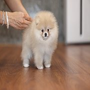 ขายลูกปอมเมอเรเนียน น่ารัก เพศเมีย อายุ 2เดือน พร้อมย้ายบ้าน สอนการเลี้ยงฟรี สอบ...