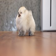 ขายลูกปอมเมอเรเนียน น่ารัก เพศเมีย อายุ 2เดือน พร้อมย้ายบ้าน สอนการเลี้ยงฟรี สอบ...