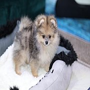 ขายลูกปอมเมอเรเนียน น่ารัก เพศเมีย อายุ 2เดือน พร้อมย้ายบ้าน สอนการเลี้ยงฟรี สอบ...