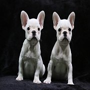 เฟรนช์บลูด็อก เพศผู้ สีครีมหน้าสั้น ใบหูสั้น ขี้เล่น ทรงสวย อายุ 2 ดือน เฟรนช์บล...