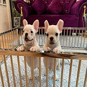 เฟรนช์บลูด็อก เพศผู้ สีครีมหน้าสั้น ใบหูสั้น ขี้เล่น ทรงสวย อายุ 2 ดือน เฟรนช์บล...