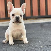 เฟรนช์บลูด็อก เพศผู้ สีครีมหน้าสั้น ใบหูสั้น ขี้เล่น ทรงสวย อายุ 2 ดือน เฟรนช์บล...