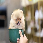 ขายลูกปอมเมอเรเนียน น่ารัก เพศเมีย อายุ 2เดือน พร้อมย้ายบ้าน สอนการเลี้ยงฟรี สอบ...