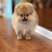 ขายลูกปอมเมอเรเนียน น่ารัก เพศเมีย อายุ 2เดือน พร้อมย้ายบ้าน สอนการเลี้ยงฟรี สอบ...