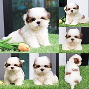 ชิสุแท้ เกรดสวย 