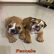 ขายอิงลิชบรูด็อค