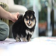 ขายลูกปอมเมอเรเนียน น่ารัก เพศผู้ อายุ 2 เดือน พร้อมย้ายบ้าน สอนการเลี้ยงฟรี สอบ...