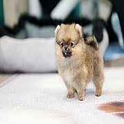 ขายลูกปอมเมอเรเนียน น่ารัก เพศเมีย อายุ 2เดือน พร้อมย้ายบ้าน สอนการเลี้ยงฟรี สอบ...