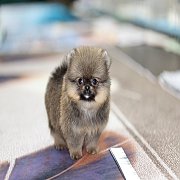 ขายลูกปอมเมอเรเนียน น่ารัก เพศผู้ อายุ 2 เดือน พร้อมย้ายบ้าน สอนการเลี้ยงฟรี สอบ...