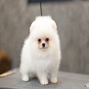 ขายลูกปอมเมอเรเนียน น่ารัก เพศผู้ อายุ 2 เดือน พร้อมย้ายบ้าน สอนการเลี้ยงฟรี สอบ...