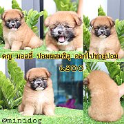 ชิสุผสมปอม 