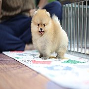 ขายลูกปอมเมอเรเนียน น่ารัก เพศเมีย อายุ 2เดือน พร้อมย้ายบ้าน สอนการเลี้ยงฟรี สอบ...