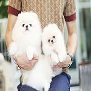 ขายลูกปอมเมอเรเนียน น่ารัก เพศผู้ อายุ 2 เดือน พร้อมย้ายบ้าน สอนการเลี้ยงฟรี สอบ...