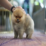 ขายลูกปอมเมอเรเนียน น่ารัก เพศผู้ อายุ 2 เดือน พร้อมย้ายบ้าน สอนการเลี้ยงฟรี สอบ...