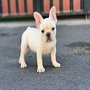 เฟรนช์บลูด็อก เพศผู้ สีครีมหน้าสั้น ใบหูสั้น ขี้เล่น ทรงสวย อายุ 2 ดือน เฟรนช์บล...